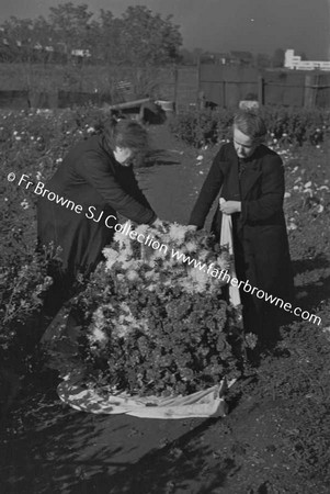 CHRYSANTHEMUM GROWERS